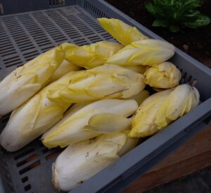 Endives
